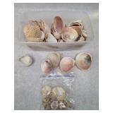 Large Collection of Beach Shells
