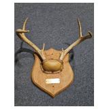 Whitetail Deer Antler Plaque - Estate Sales Warehouse (GR)