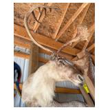 1940s Caribou Taxidermy Shoulder Mount - Rare Five-Shovel Antlers - Pennsylvania Provenance