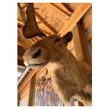 1940s Caribou Taxidermy Shoulder Mount - Rare Five-Shovel Antlers - Pennsylvania Provenance - photo 