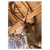 1940s Caribou Taxidermy Shoulder Mount - Rare Five-Shovel Antlers - Pennsylvania Provenance - photo 
