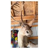 1940s Caribou Taxidermy Shoulder Mount - Rare Five-Shovel Antlers - Pennsylvania Provenance - photo 