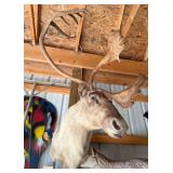 1940s Caribou Taxidermy Shoulder Mount - Rare Five-Shovel Antlers - Pennsylvania Provenance - photo 