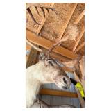 1940s Caribou Taxidermy Shoulder Mount - Rare Five-Shovel Antlers - Pennsylvania Provenance - photo 