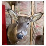 Whitetail Deer Buck Taxidermy Shoulder Mount - Spike Antlers - Rustic Hunting Lodge Decor