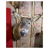 Whitetail Deer Buck Taxidermy Shoulder Mount - Spike Antlers - Rustic Hunting Lodge Decor - photo 2