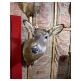 Whitetail Deer Buck Taxidermy Shoulder Mount - Spike Antlers - Rustic Hunting Lodge Decor - photo 3