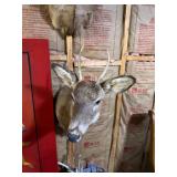 Whitetail Deer Buck Taxidermy Shoulder Mount - Spike Antlers - Rustic Hunting Lodge Decor - photo 4