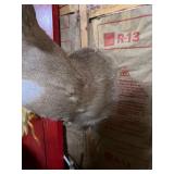 Whitetail Deer Buck Taxidermy Shoulder Mount - Spike Antlers - Rustic Hunting Lodge Decor - photo 5