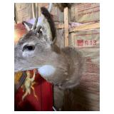 Whitetail Deer Buck Taxidermy Shoulder Mount - Spike Antlers - Rustic Hunting Lodge Decor - photo 6