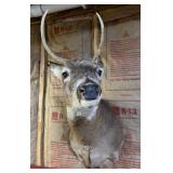 Whitetail Deer Buck Taxidermy Shoulder Mount - Tall 4-Point Antlers - Rustic Wildlife Decor