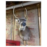 Whitetail Deer Buck Taxidermy Shoulder Mount - Tall 4-Point Antlers - Rustic Wildlife Decor - photo 