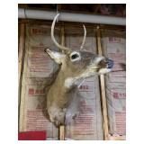 Whitetail Deer Buck Taxidermy Shoulder Mount - Tall 4-Point Antlers - Rustic Wildlife Decor - photo 