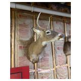 Whitetail Deer Buck Taxidermy Shoulder Mount - Tall 4-Point Antlers - Rustic Wildlife Decor - photo 