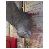 Whitetail Deer Buck Taxidermy Shoulder Mount - Tall 4-Point Antlers - Rustic Wildlife Decor - photo 
