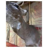 Whitetail Deer Buck Taxidermy Shoulder Mount - Tall 4-Point Antlers - Rustic Wildlife Decor - photo 