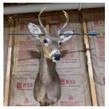 Whitetail Deer Buck Taxidermy Shoulder Mount with Antlers & Display Arrow - Hunting Trophy