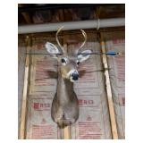 Whitetail Deer Buck Taxidermy Shoulder Mount with Antlers & Display Arrow - Hunting Trophy - photo 2