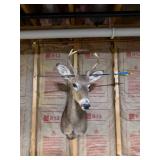 Whitetail Deer Buck Taxidermy Shoulder Mount with Antlers & Display Arrow - Hunting Trophy - photo 3