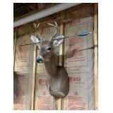 Whitetail Deer Buck Taxidermy Shoulder Mount with Antlers & Display Arrow - Hunting Trophy - photo 5