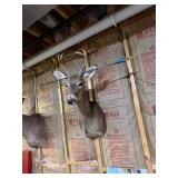 Whitetail Deer Buck Taxidermy Shoulder Mount with Antlers & Display Arrow - Hunting Trophy - photo 6