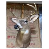 Whitetail Deer Buck Taxidermy Shoulder Mount - 8-Point Antlers - Wildlife Trophy Display