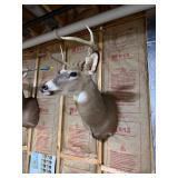 Whitetail Deer Buck Taxidermy Shoulder Mount - 8-Point Antlers - Wildlife Trophy Display - photo 4