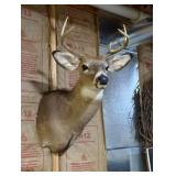 Whitetail Deer Buck Taxidermy Shoulder Mount - 8-Point Antlers - Wildlife Trophy Display - photo 5
