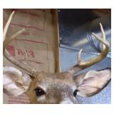 Whitetail Deer Buck Taxidermy Shoulder Mount - 8-Point Antlers - Wildlife Trophy Display - photo 6