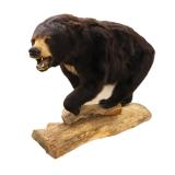 Taxidermy full body mount black bear on log base stand. www.SouthJerseyAuction.com