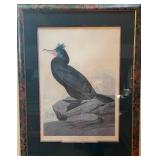 Havell large folio Audubon