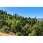 76.5 Acres in Horse Creek, CA - Private Retreat Bordering Klamath National Forest