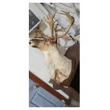 TAXIDERMY MOUNT