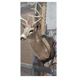 DEER TAXIDERMY MOUNT