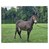 3yr old John mule