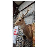 TAXIDERMY DEER MOUNT