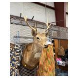 Sika Deer