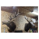 Elk & Moose Shoulder mounts>
