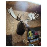 56' Antler Spead>