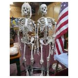 6' Skeletons