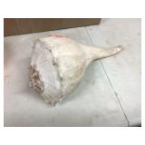 SEA CONCH SHELL SPECIMEN - COLLECTIBLES