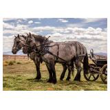 Lot#24-25 2 & 3 Yr Old, Blue Roan, EBA Reg. Brabant Mares . 