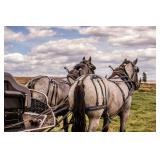 Lot#24-25 2 & 3 Yr Old, Blue Roan, EBA Reg. Brabant Mares . 