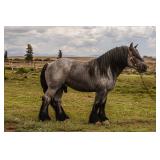 Lot#40 Lukaas Van Het Theindehof  is a Reg. Brabant Stallion. He is 5 yrs Old,