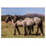 Lot#24-25 2 & 3 Yr Old, Blue Roan, EBA Reg. Brabant Mares . 