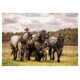 Lot#40Lukaas Van Het Theindehof  is a Reg. Brabant Stallion. He is 5 yrs Old, 
