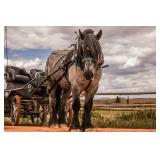 Lot#40Lukaas Van Het Theindehof  is a Reg. Brabant Stallion. He is 5 yrs Old, 