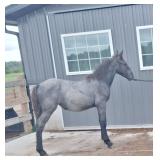 Lot#61
