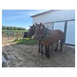 Lot#20-21