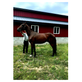 Lot# 215 Reg. 3yr Stdbred gelding